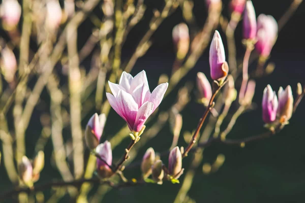 Canva-Blossoming-of-magnolia-flowers-in-spring-time