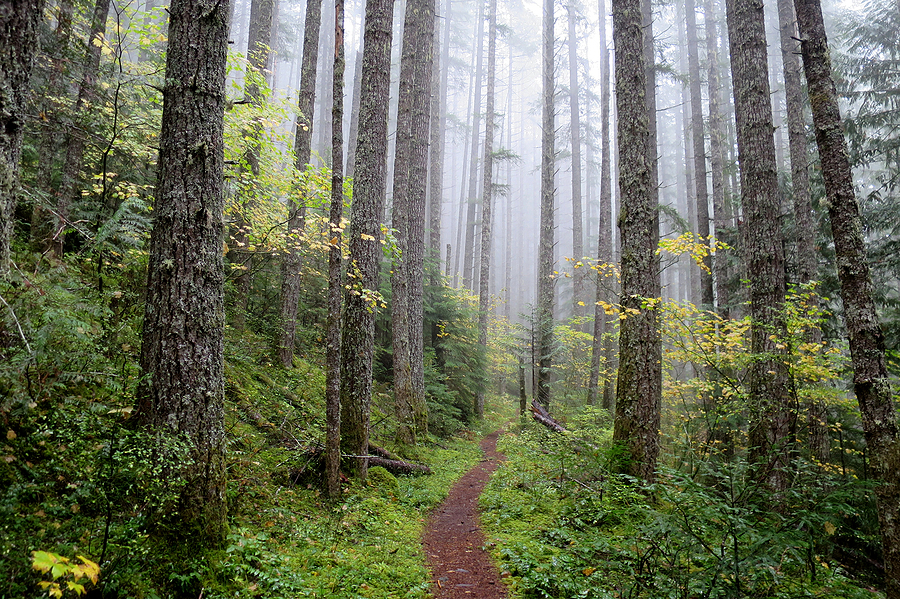 A forest trail near Aloha, OR