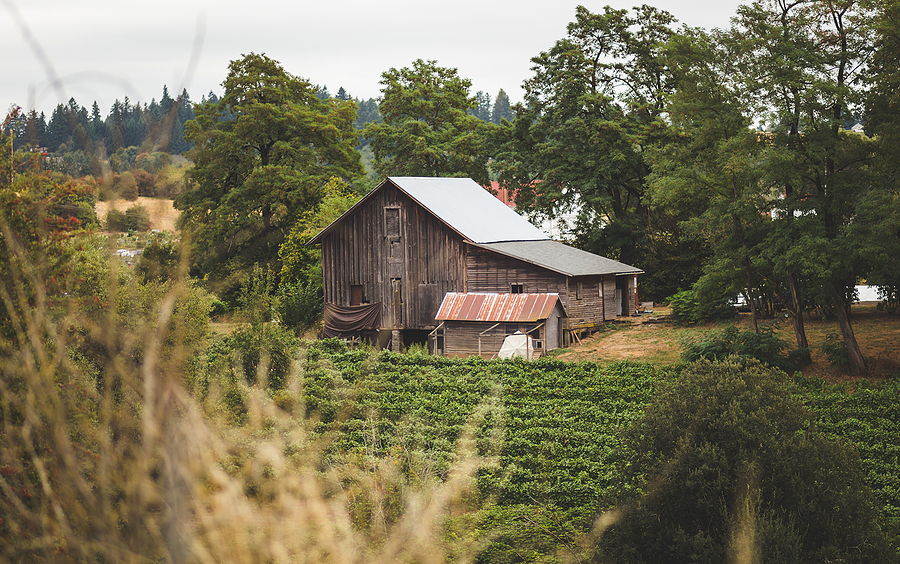 
 Save
Download Preview
Vintage farm building with crops growing in yard in a lush, rural town. Lake Oswego, Oregon