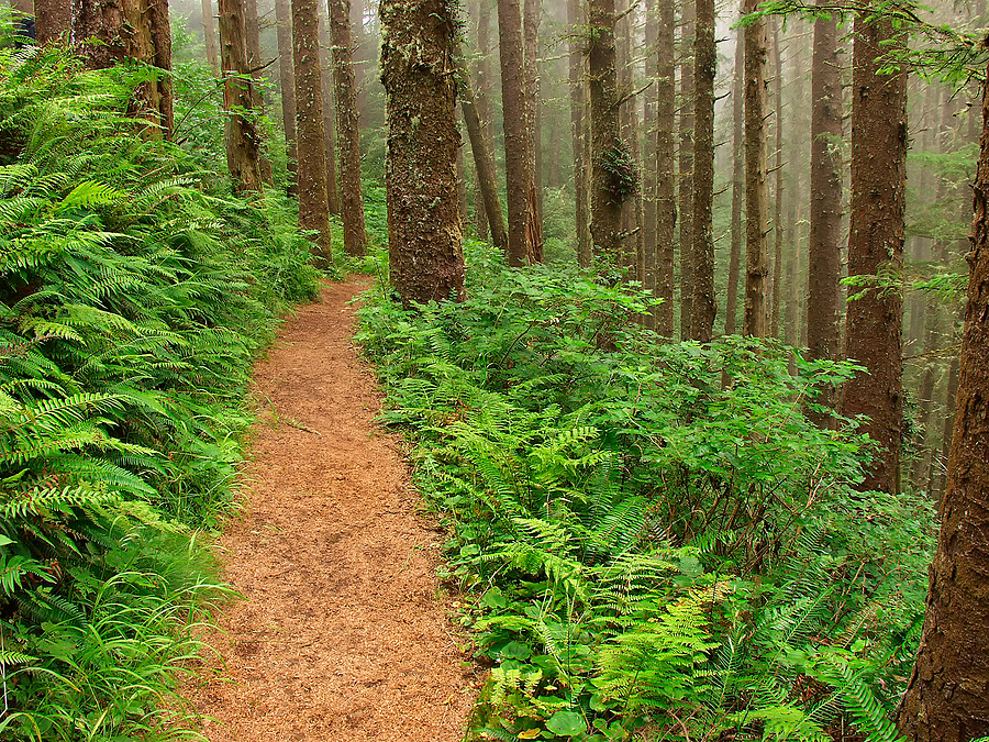 Path Through The Misty Forest