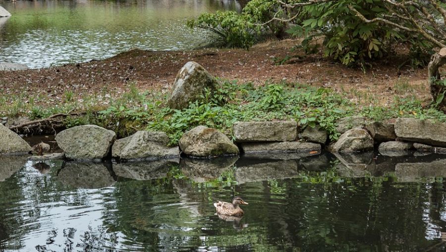 A small young duck on clear water in Washington state