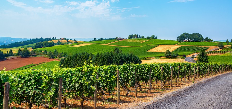 Hills covered in vineyards in the Dundee Hills in Oregon wine country